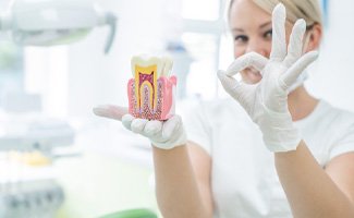 Emergency dentist in Ocala showing model of inner tooth