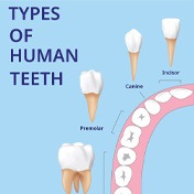 location of teeth types for cost of tooth extractions in Ocala